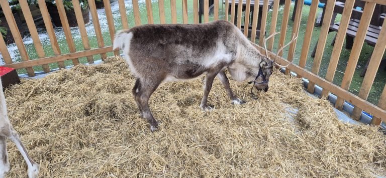 WhatsApp fdcat 19.16.14